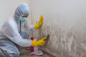 Why You Should Choose Our Mold Remediation Services in Lumberton, MS